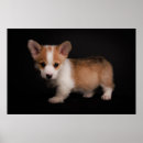 Search for large dog posters Pembroke welsh corgi