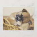 Search for small dog breed postcards Innocence