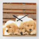 Search for golden retriever puppy art Puppies