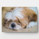 Search for shih tzu photo display Puppy
