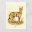 Search for serval postcards Africa