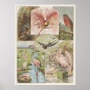 Search for flamingos posters Vintage