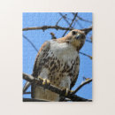 Search for hawk puzzles Nature