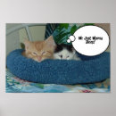 Search for tabby posters Funny