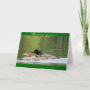 Search for loon cards Lake
