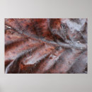 Search for wet leaf posters Outdoors