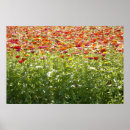 Search for spring flower posters Colourful flowers