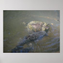 Search for freshwater fish posters River
