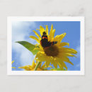 Search for admiration horizontal postcards Butterfly