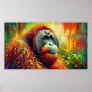 Search for orangutan posters Pongo pygmaeus