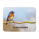 Search for bluebird magnets Birds