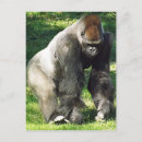 Search for lowland postcards Zoo