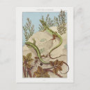 Search for lizards postcards Nature
