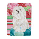 Search for maltese magnets Pets