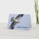 Search for osprey bird cards Animal