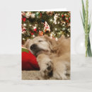 Search for golden retriever christmas cards Dog