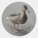 Search for duck humour stickers Wildlife