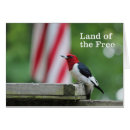Search for birds and blooms postcards Woodpecker