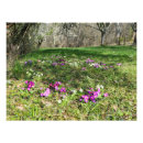 Search for primrose flowers posters Pink