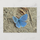 Search for pretty blue butterflies postcards Insect