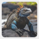Search for iguana stickers Animal
