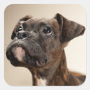 Search for brindle boxer stickers Dog