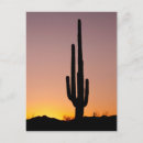 Search for saguaro cactus postcards Arizona