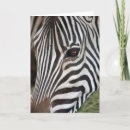 Search for equidae Mammal