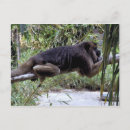 Search for ape monkey postcards Jungle