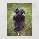 Search for miniature schnauzer postcards Cute