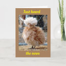 Search for funny chicken sayings postcards Photography