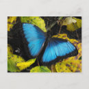 Search for morpho postcards Insect