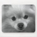 Search for pomeranian mouse mats Puppies