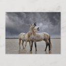 Search for stallions postcards Ranch