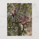 Search for black monkey postcards Jungle