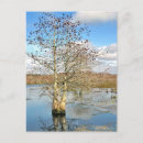 Search for two trees postcards Photograph