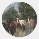 Search for mustang stickers Bob langrish