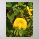 Search for perennials posters Plant