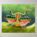 Search for zoology posters Insect