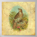Search for thrushes posters Nature