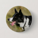 Search for border collie dog badges Panting