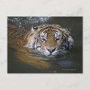 Search for tiger head postcards Animal body part