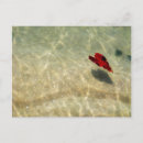 Search for floating heart postcards Water
