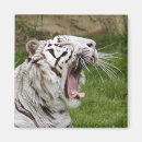 Search for yawning magnets Wild