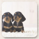 Search for dachshund coasters Animals