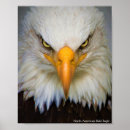 Search for american bald eagle art Nature