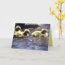 Search for gosling cards Baby geese