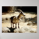 Search for goat posters Mammals