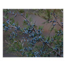 Search for winter roses posters Berries