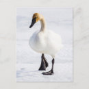 Search for elk in snow postcards Danita delimont